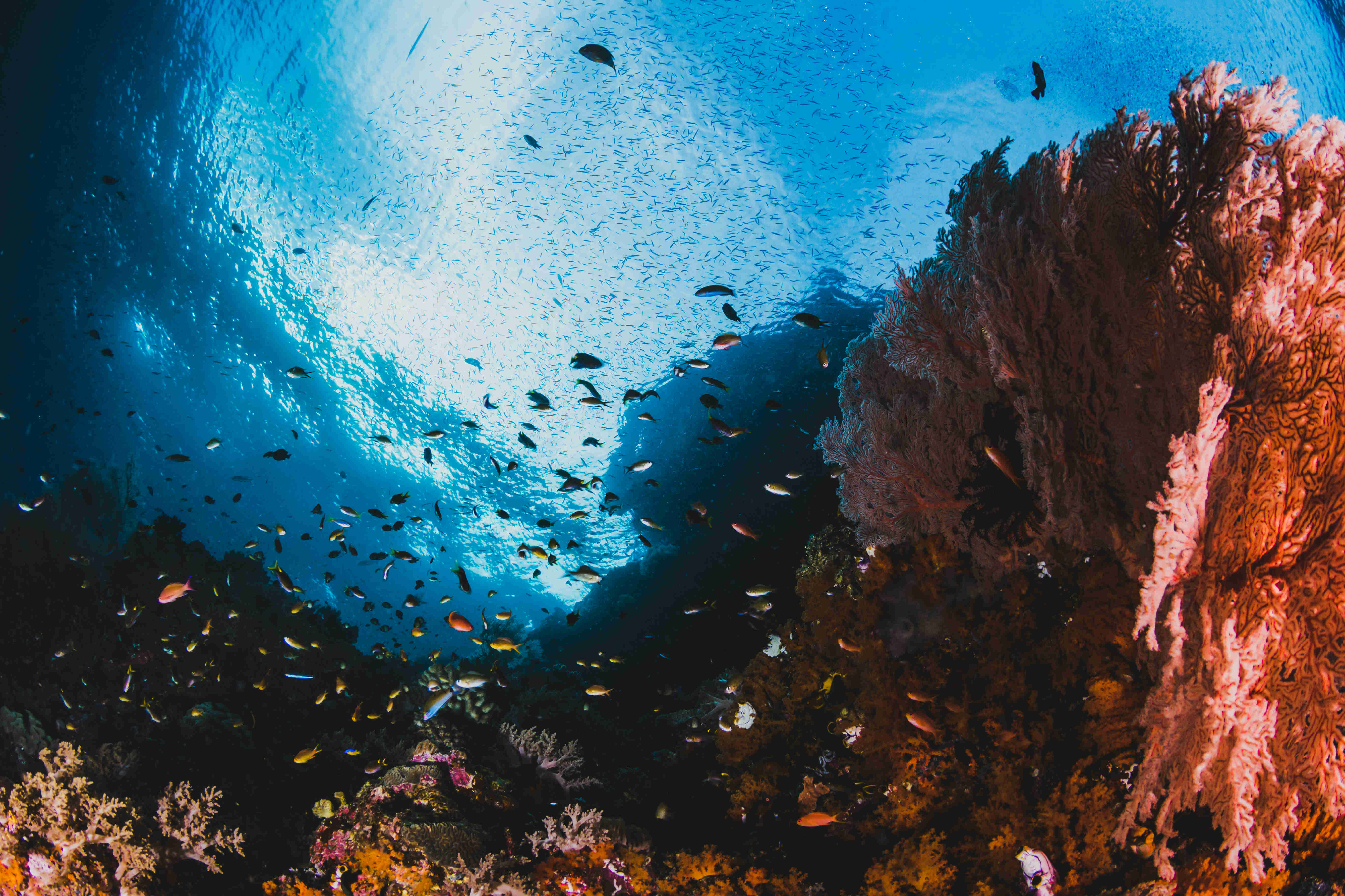 Saiba o que é Economia Azul e os impactos que ela gera no oceano